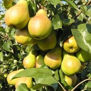 Груша Лада Амурская 485