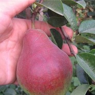 Груша Любимица Клаппа 493