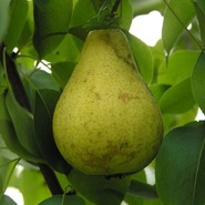 Груша Марсианка 593