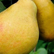 Груша Ольга 514