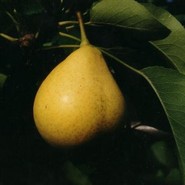 Груша Оригинальная 516