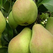 Груша Осенняя Сусова 520