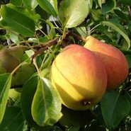Груша Отрадненская 523