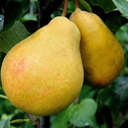 Груша Санта Мария 591