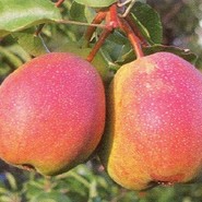 Груша Сварог 549