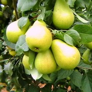 Груша Северянка 552