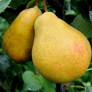 Груша Сказочная557