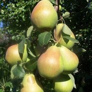 Груша Маршал Жуков 2987