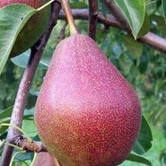 Груша Мичуринская Красавица 647