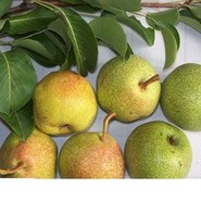 Груша Лакомка 3027