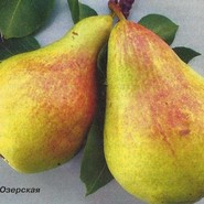 Груша Озёрская 3048