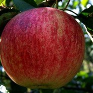 Яблоня Ртищевская красавица 255