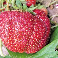 Клубника Кармен 2808