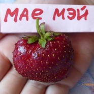 Клубника Мае Мэй 2834