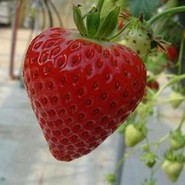 Клубника Матис 2862