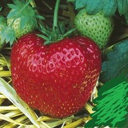 Клубника НОРД  Ост 2871