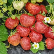 Клубника Тейнира 2853
