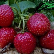 Клубника Чёрный Принц(крупноплодная) 2888