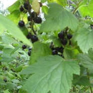 Смородина Чёрная Искушение 1287
