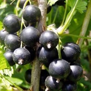 Смородина Чёрная Калиновка 1290
