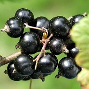 Смородина Чёрная Карачинская 1293