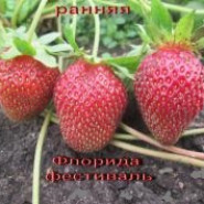 Клубника Флорида Фестиваль 3210